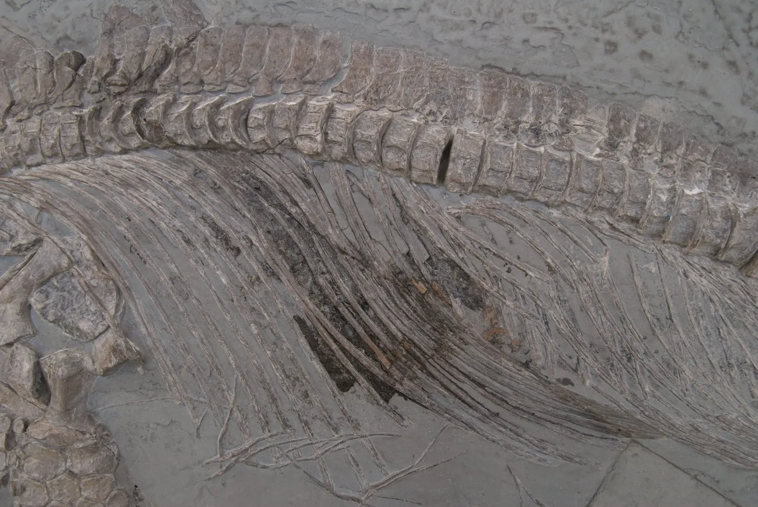 Holzmaden_Pyritzerfall_vor Behandlung