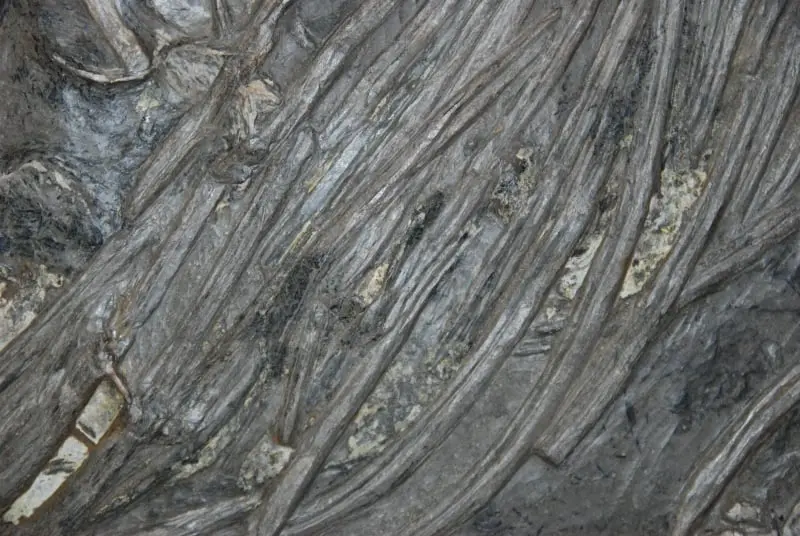 Holzmaden_Sanierung_Ichthyosaurier_03