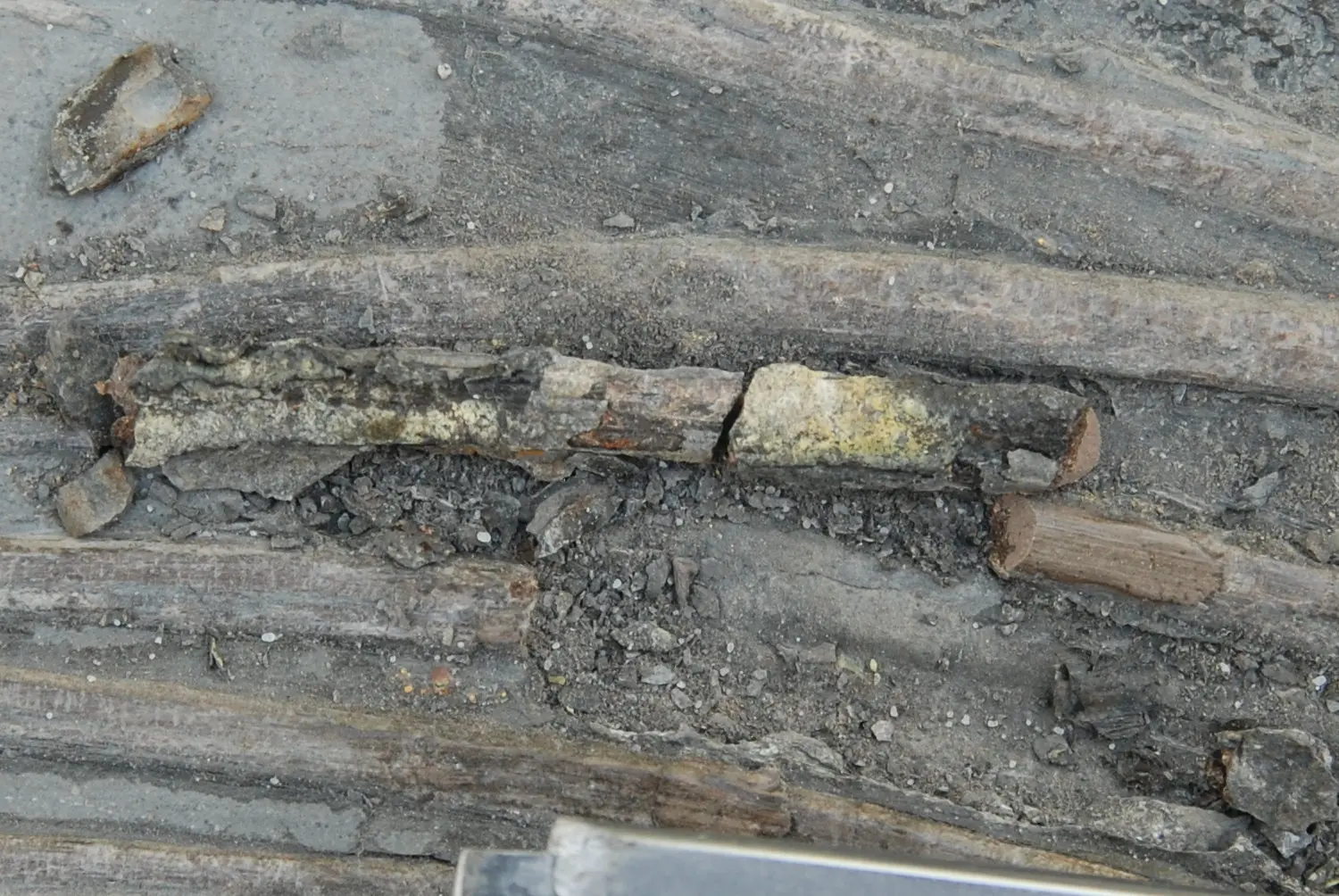 Holzmaden_Pyritzerfall_Abtrag_02d