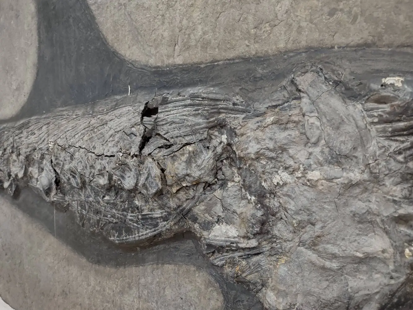 Restauration_Ichthyosaurier_Wasserschaden_Holzmaden_03