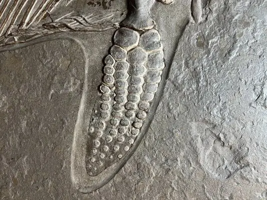 1.06_Umbettung_Ichthyosaurus_Holzmaden