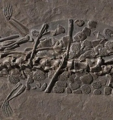 1.08_Umbettung_Steneosaurus_Holzmaden