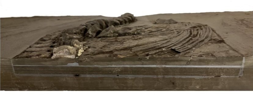 1.14_Umbettung_Ichthyosaurus_Holzmaden