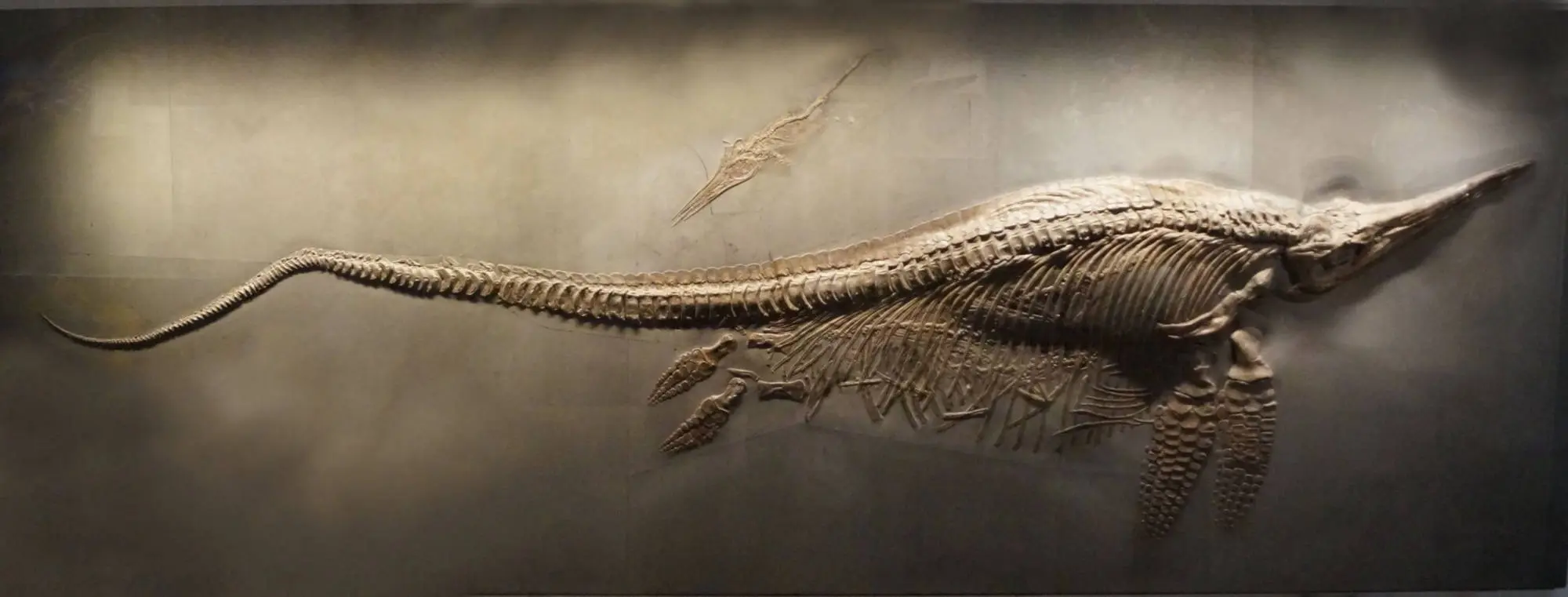 Stenopterygius_crassicostatus