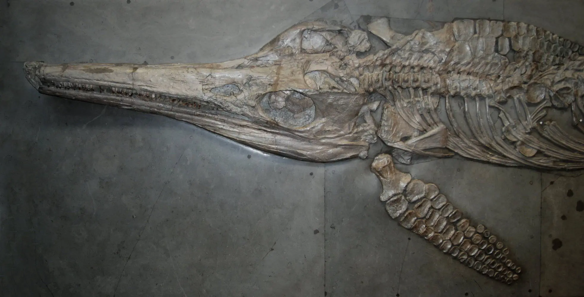 Temnodontosaurus_trigonodon