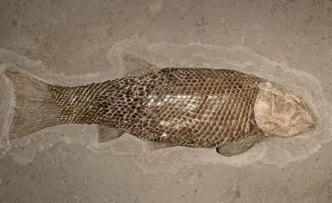 2.05_Komposit_Lepidotes_Holzmaden