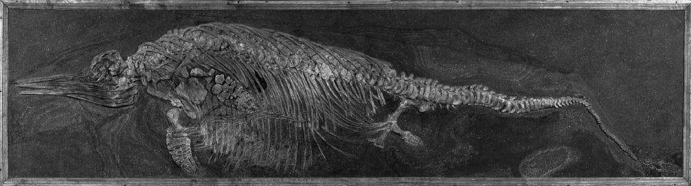 2.10_Komposit_ichthyosarurus_GPIT-PV30019