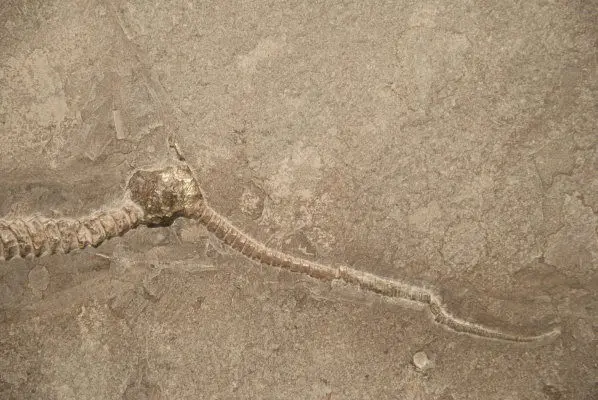 3.02_RekonstruktionIchthyosaurus_Holzmaden