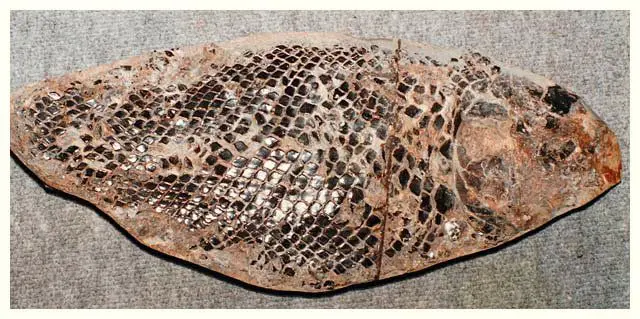 3.09_Rekonstruktion_Lepidotus elvensis_Holzmaden