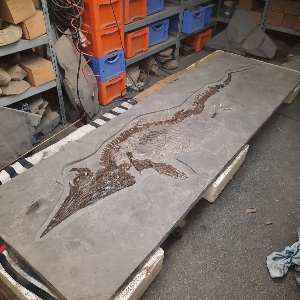 Präparation_#4-08_Ichthyosaurier_Holzmaden_03