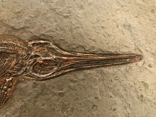 4.04_Fake_Ichthyosaurus_Holzmaden