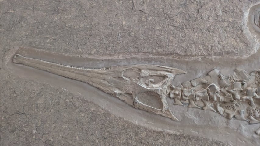 4.08a_Fake_Steneosaurus_Holzmaden
