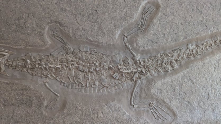 4.08b_Fake_Steneosaurus Holzmaden