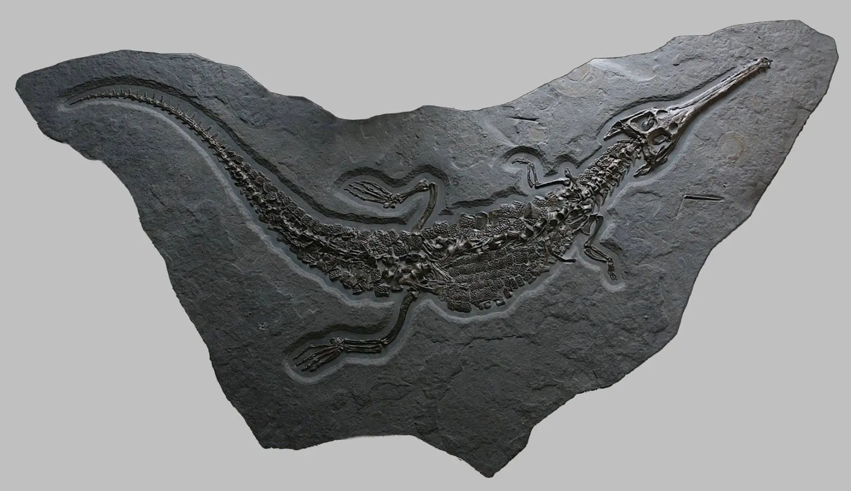 Stenosaurus_bollensis