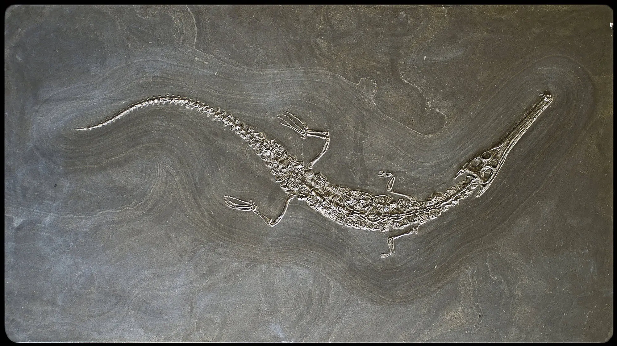 Stenosaurus_bollensis