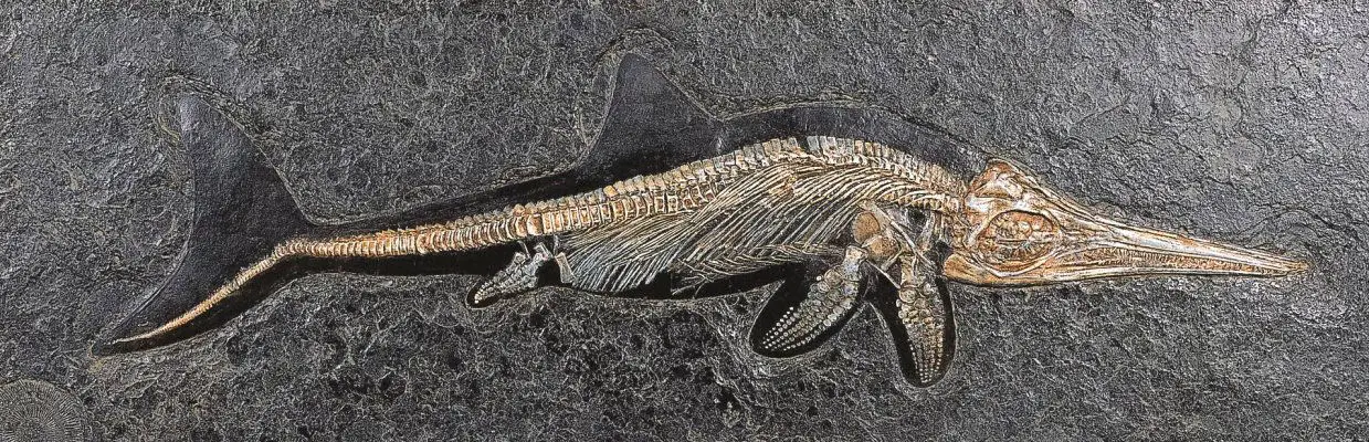 5.02_Reproduktion_Ichthyosaurus_Holzmaden_Epoxi