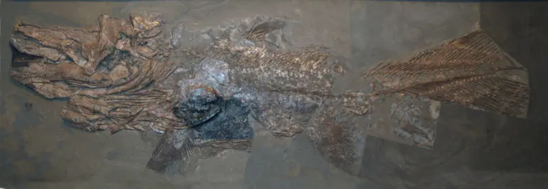 Trachymetopon_liassicum