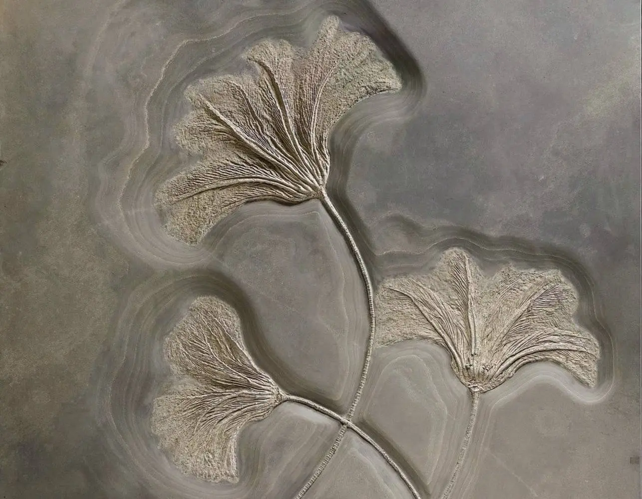 Seirocrinus_subangularis