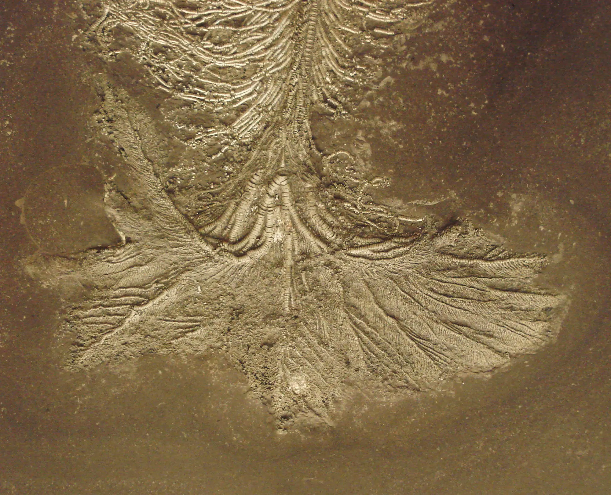 Pentacrinites_dichotomus