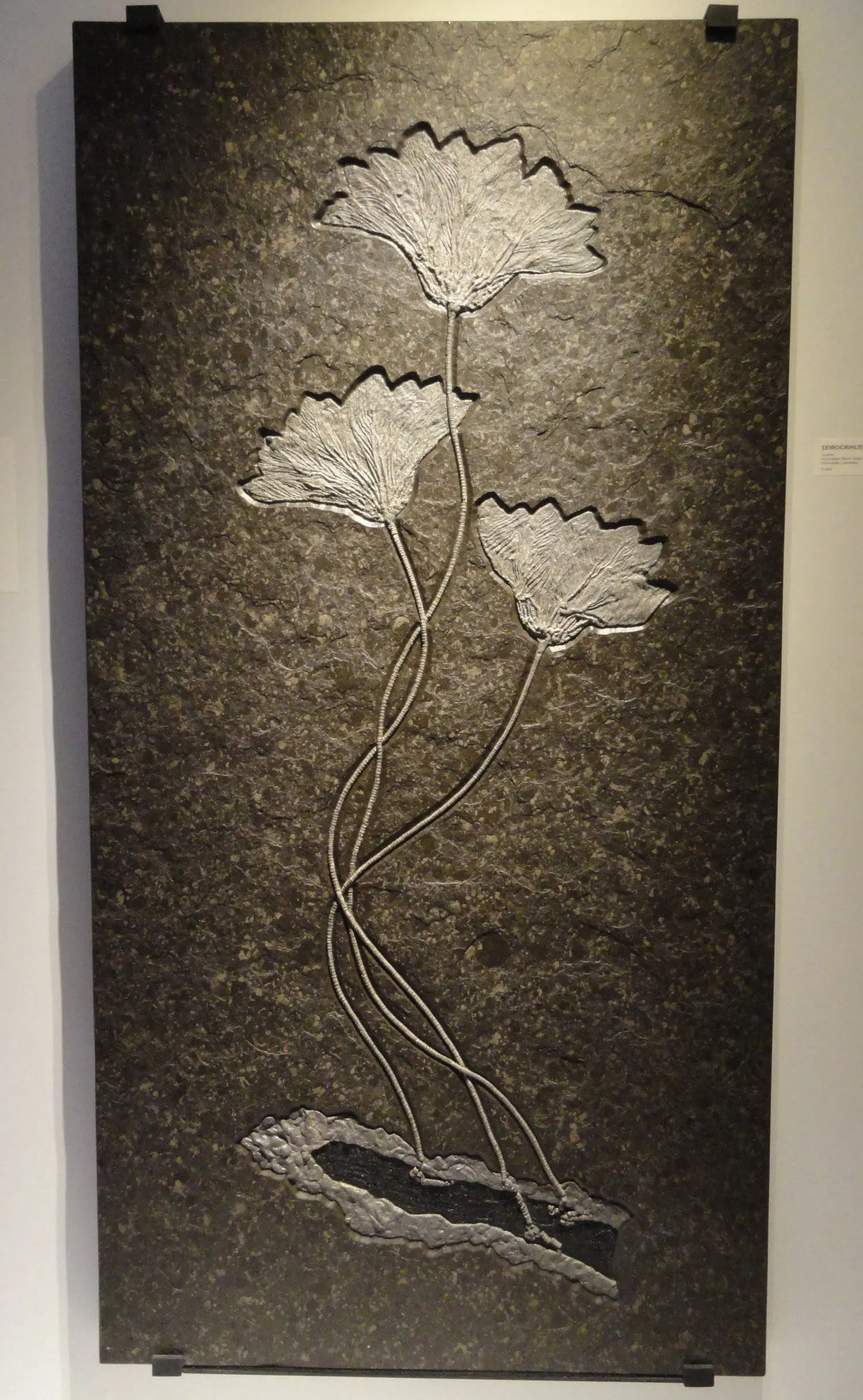 Seirocrinus_subangularis