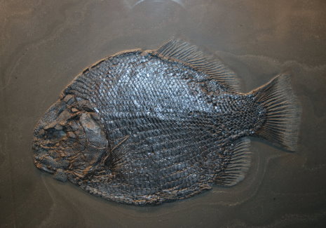 Holzmaden_Fossilien_Galerie