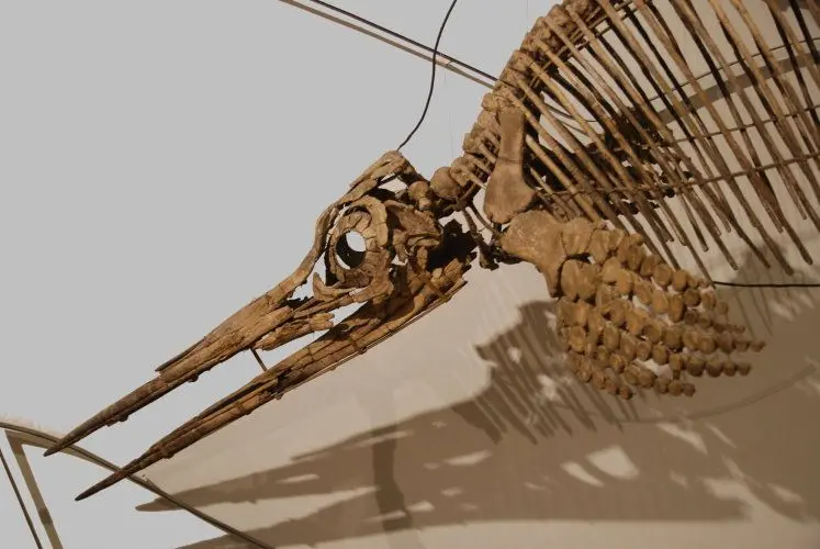 Holzmaden_Ichthyosaurier