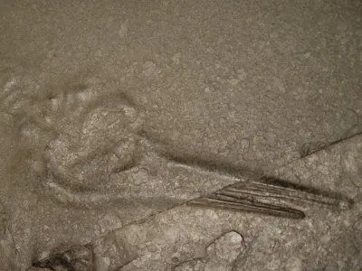 Holzmaden_Präparation_01