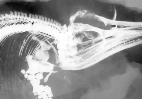 Holzmaden_Fossilien_Praeparation