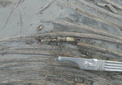 Holzmaden_Fossilien_Restauration