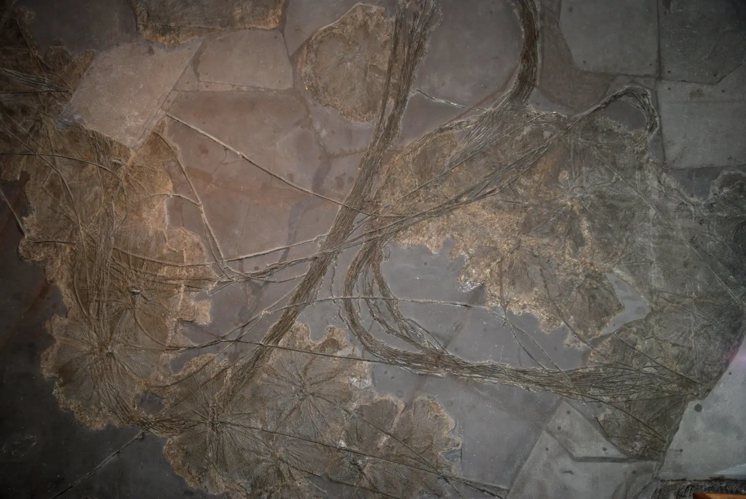 Holzmaden_Seirocrinus_Tübingen_Zerfall