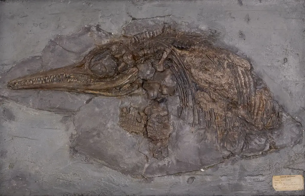Ichthyosaur_Lyme Regis