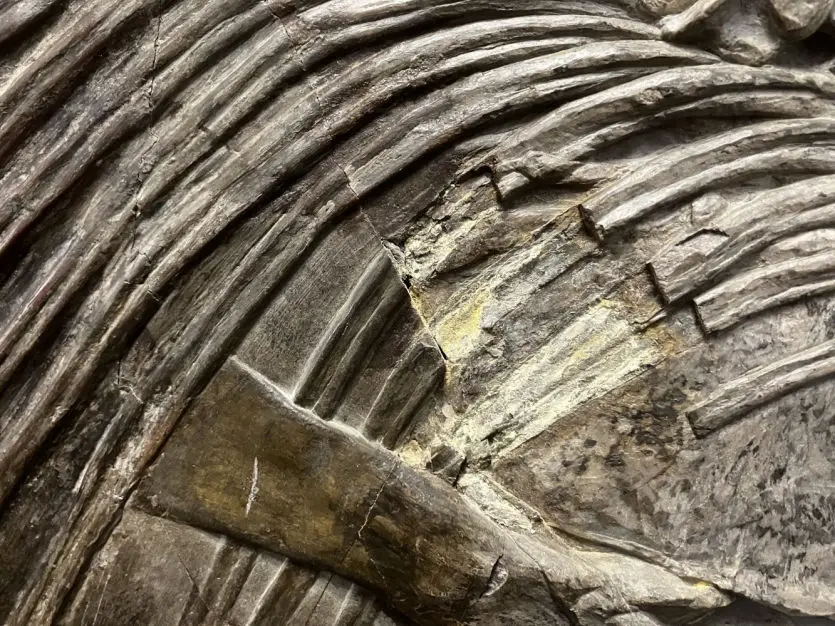 Holzmaden_Ichthyosaurier_Pyritzerfall