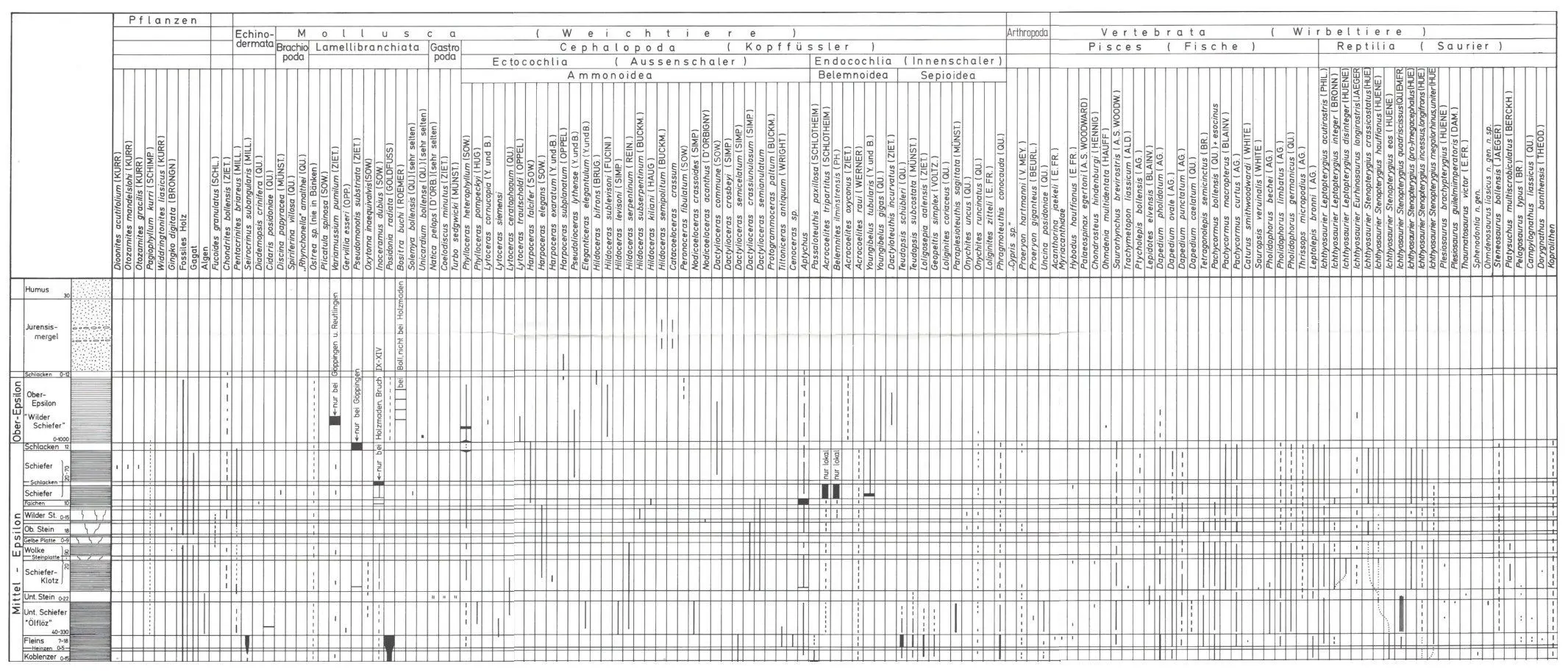 Holzmaden_Profil kpl.