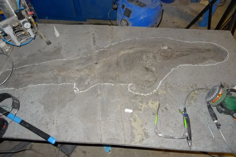 Präparation_#1_Ichthyosaurier_Holzmaden_10