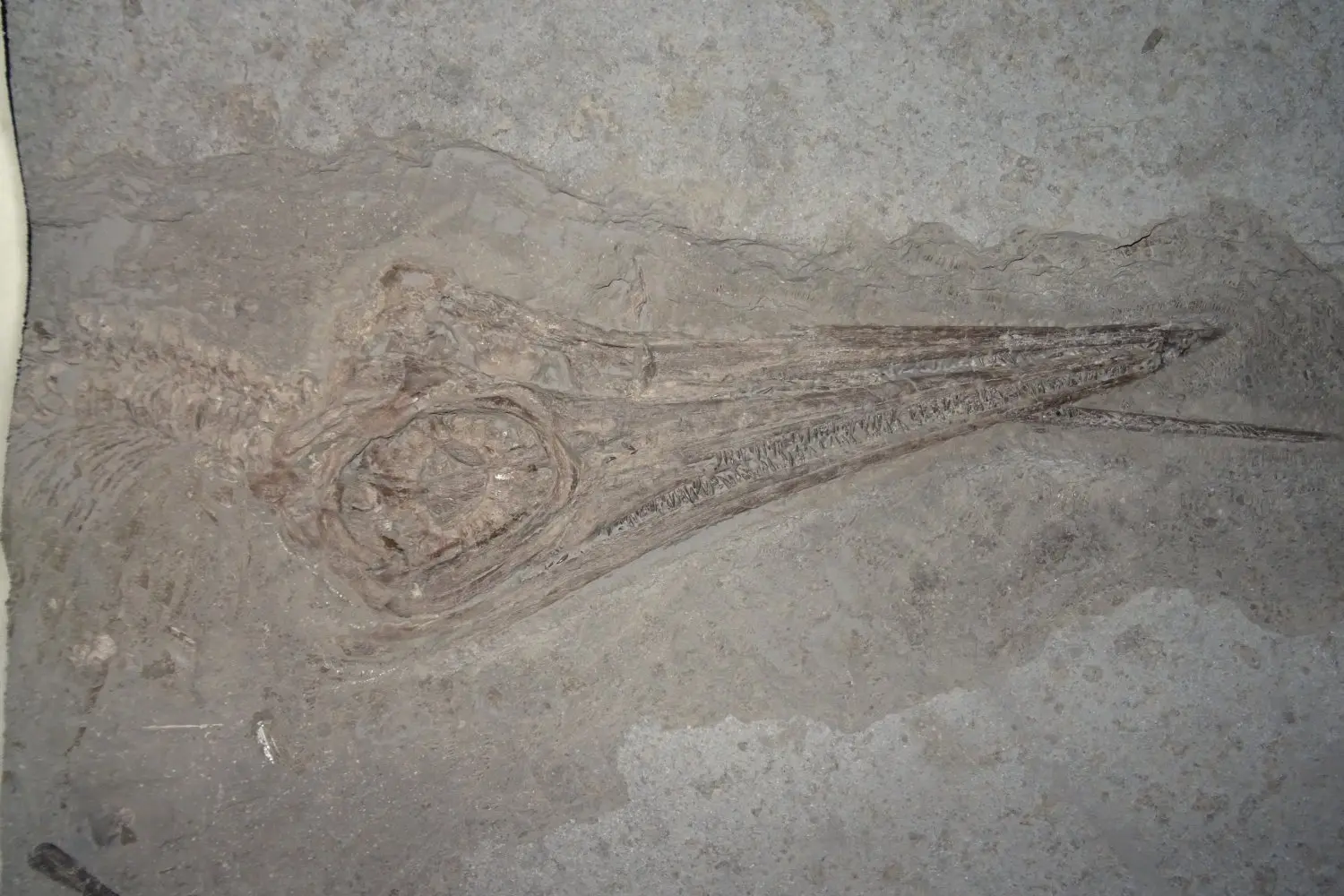 Präparation_#1_Ichthyosaurier_Holzmaden_08