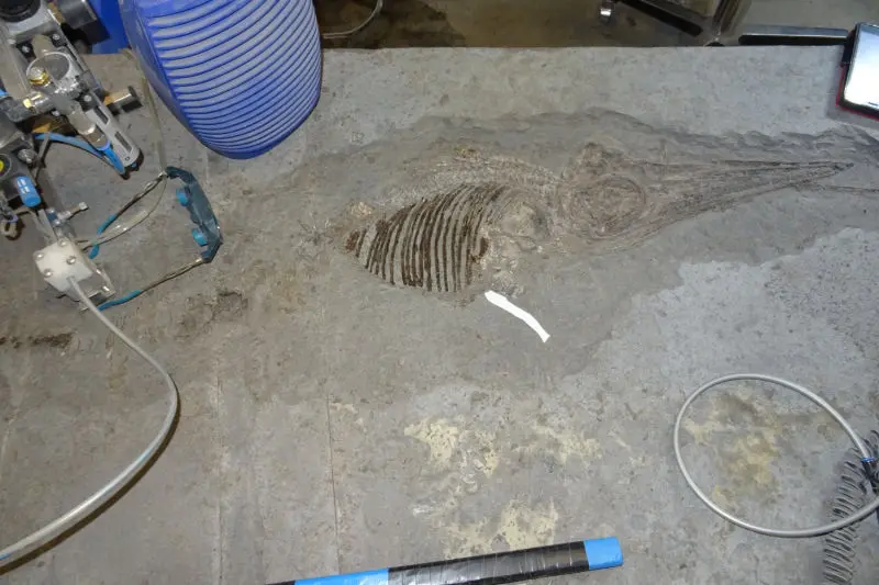 Präparation_#1_Ichthyosaurier_Holzmaden_03