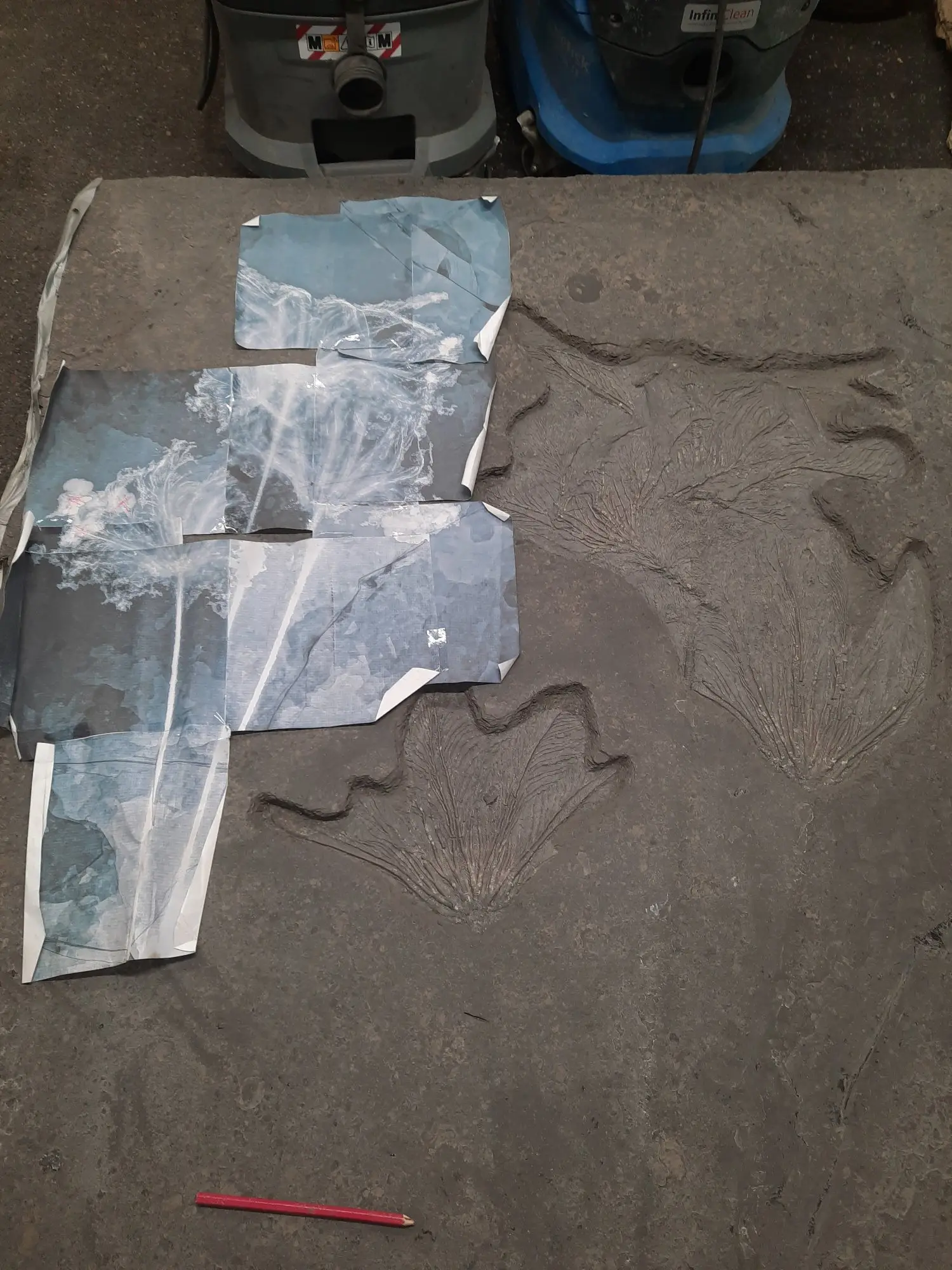 Präparation_#3_Seirocrinus_Holzmaden_03