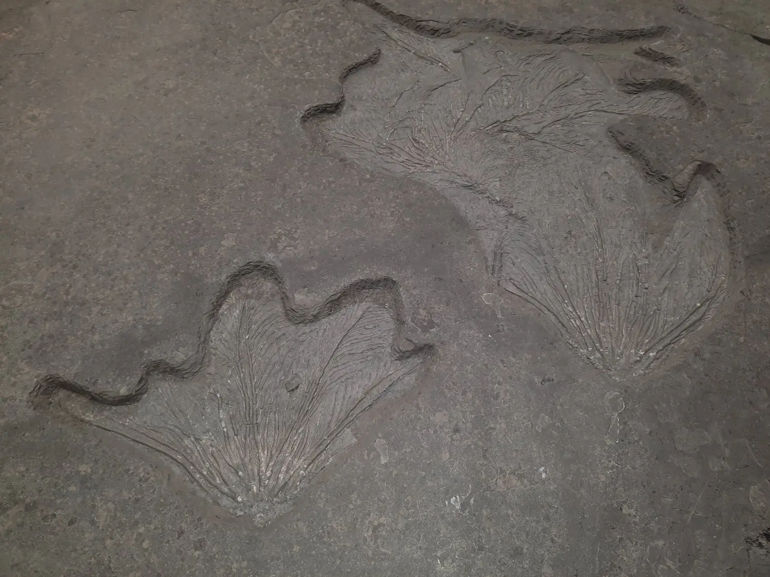 Präparation_#3_Seirocrinus_Holzmaden_06