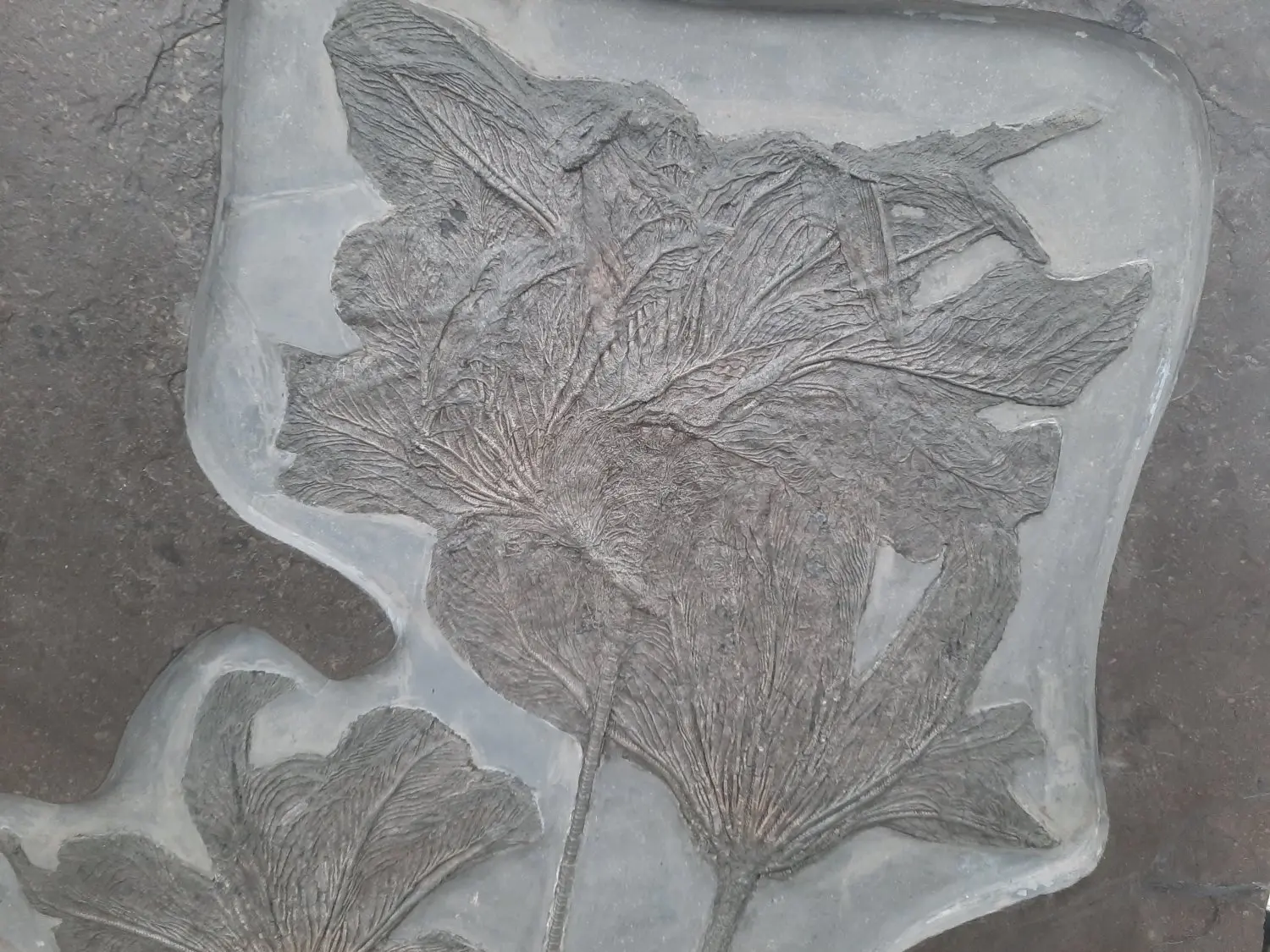 Präparation_#3_Seirocrinus_Holzmaden_07