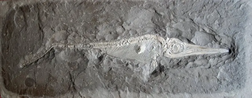Holzmaden_Ichthyosaurier_Pyritzerfall