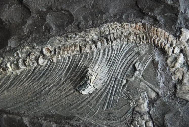 Holzmaden_Ichthyosaurier_Pyritzerfall