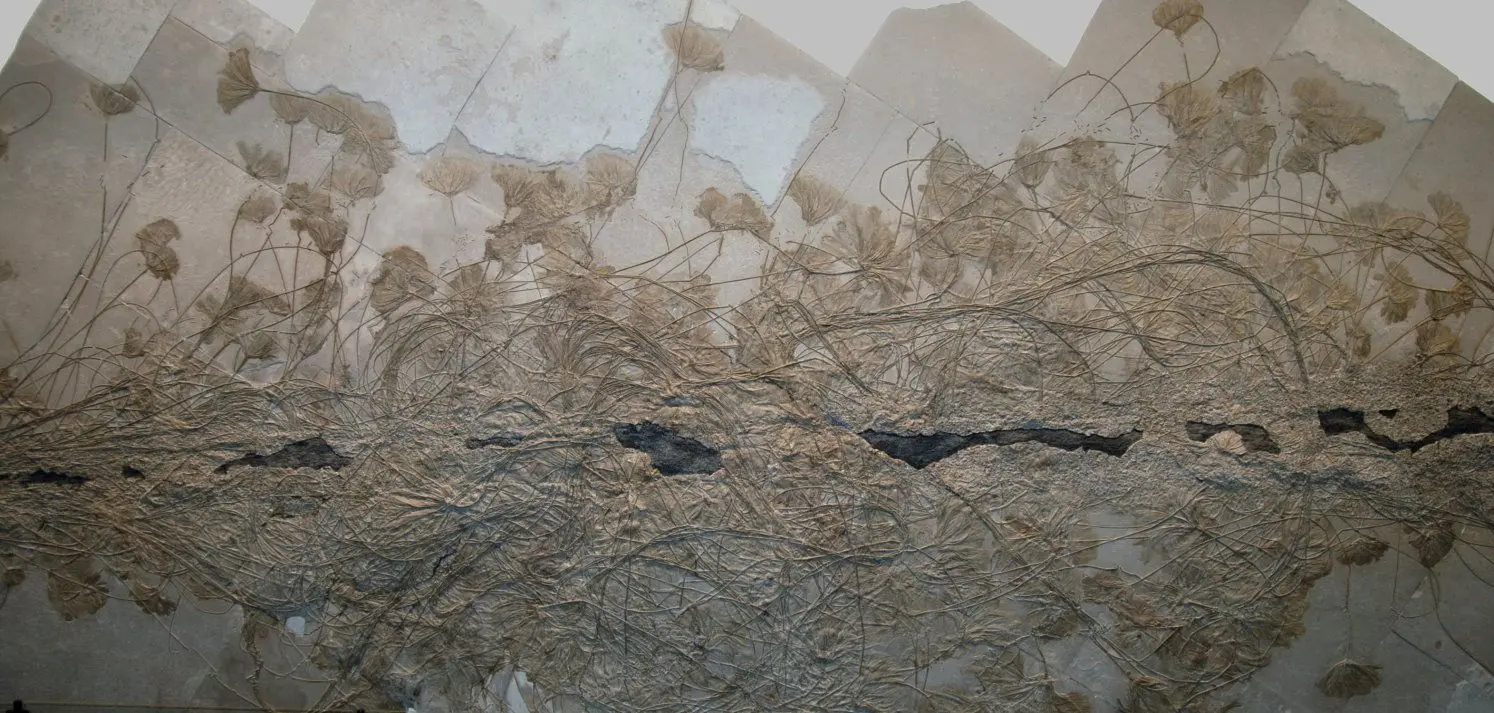 Holzmaden_Seirocrinus subangularis