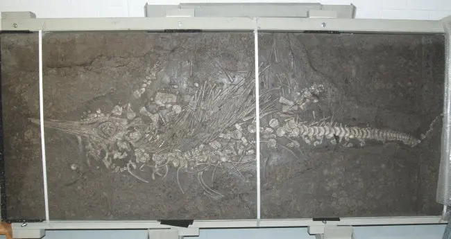 Holzmaden_Spezial-Sanierung_Ichthyosaurier